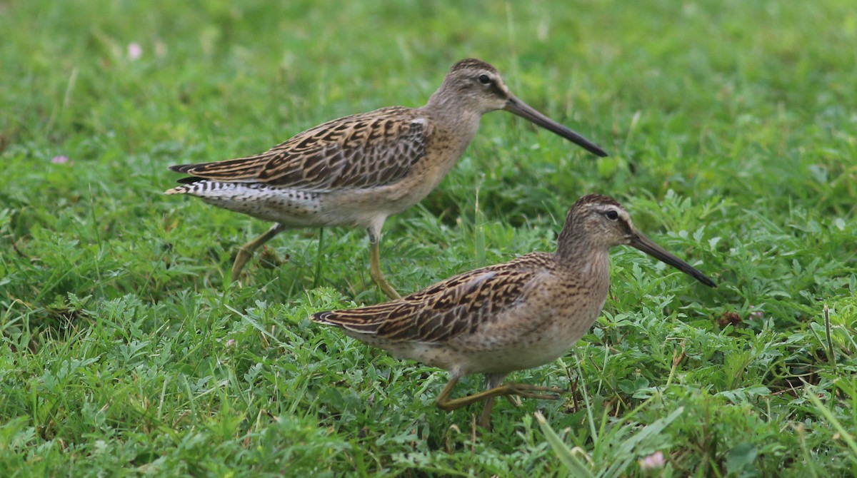 Short-billed Dowitcher (griseus) - Jason Rieger