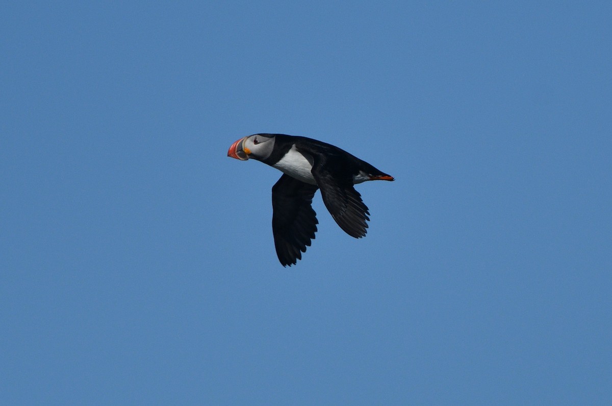 Atlantic Puffin - ML111365391