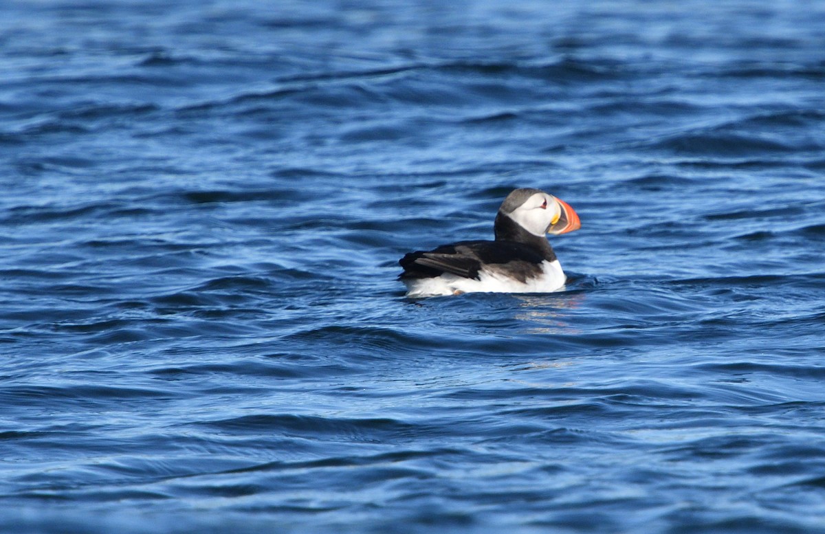 Atlantic Puffin - ML111365401