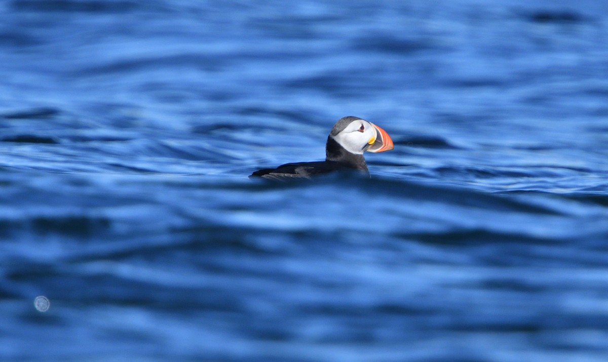 Atlantic Puffin - ML111365411