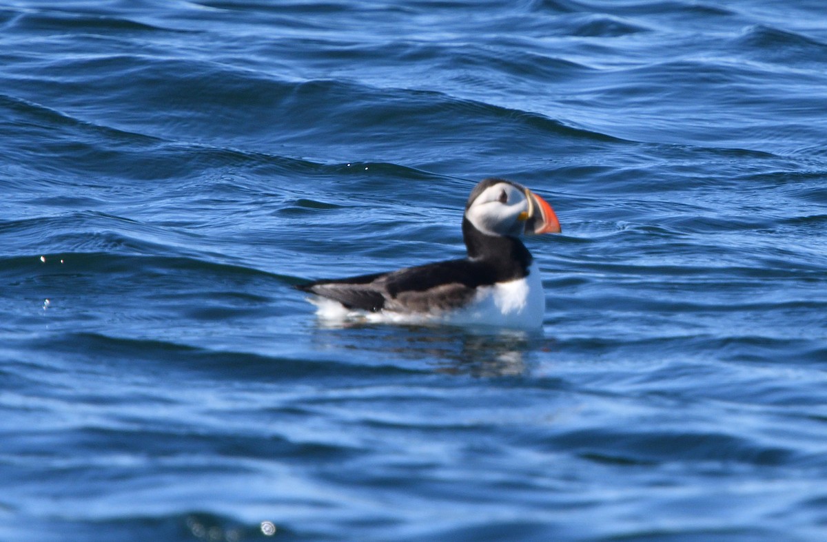 Atlantic Puffin - ML111365421