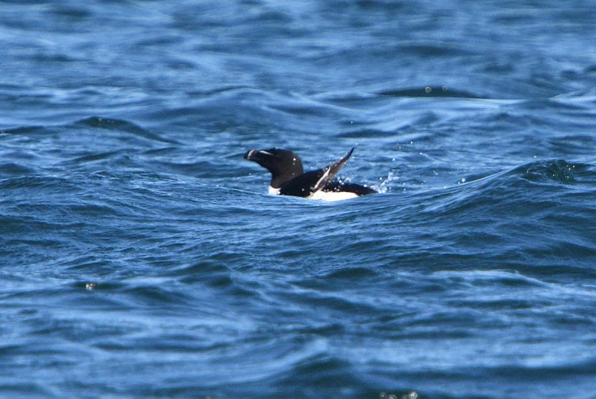 Razorbill - ML111365431