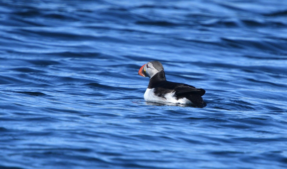 Atlantic Puffin - ML111365441