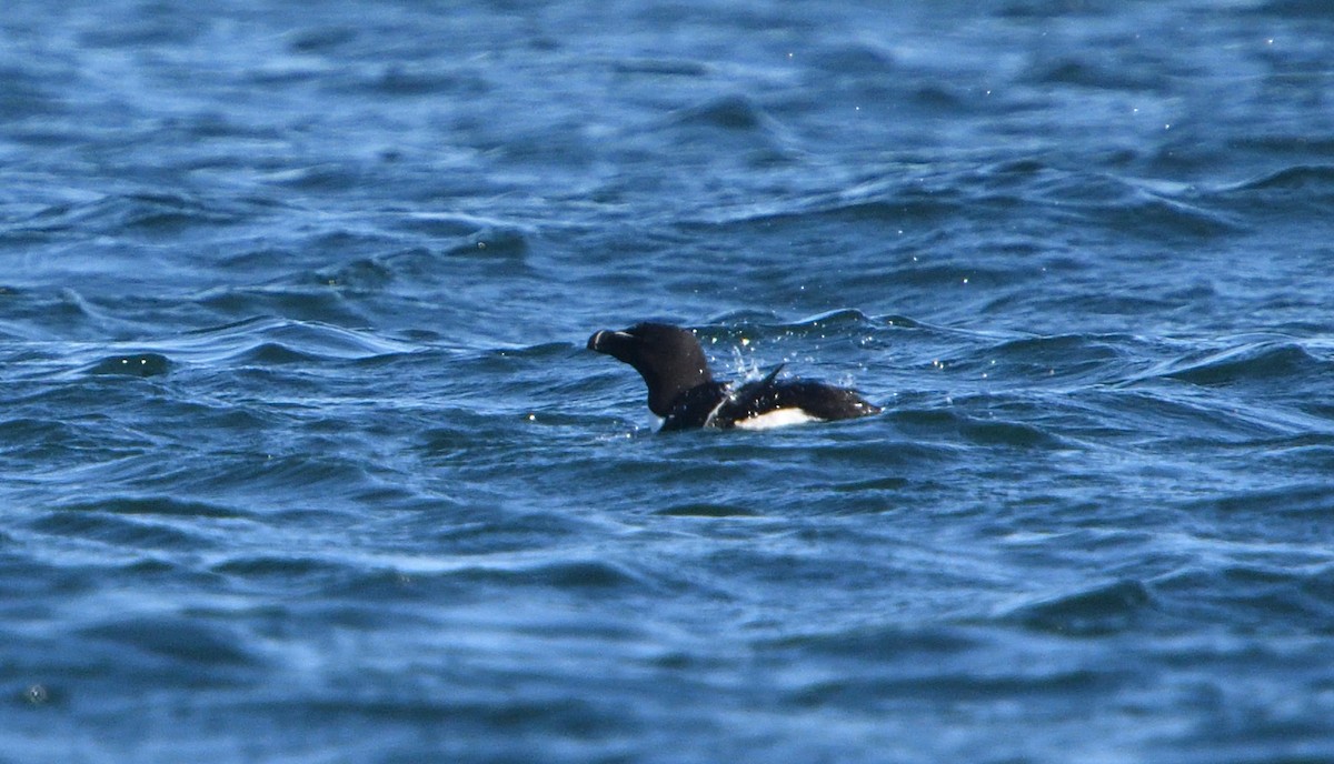 Razorbill - ML111365461
