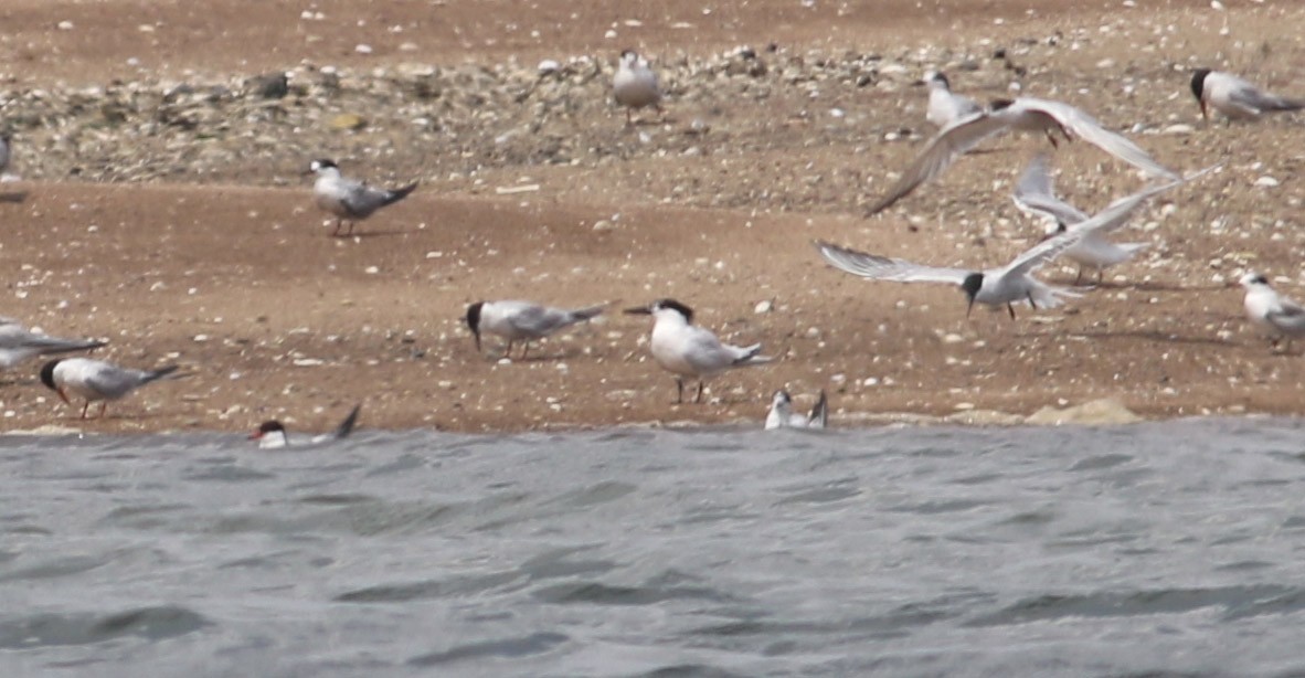 Sandwich Tern - ML111365711