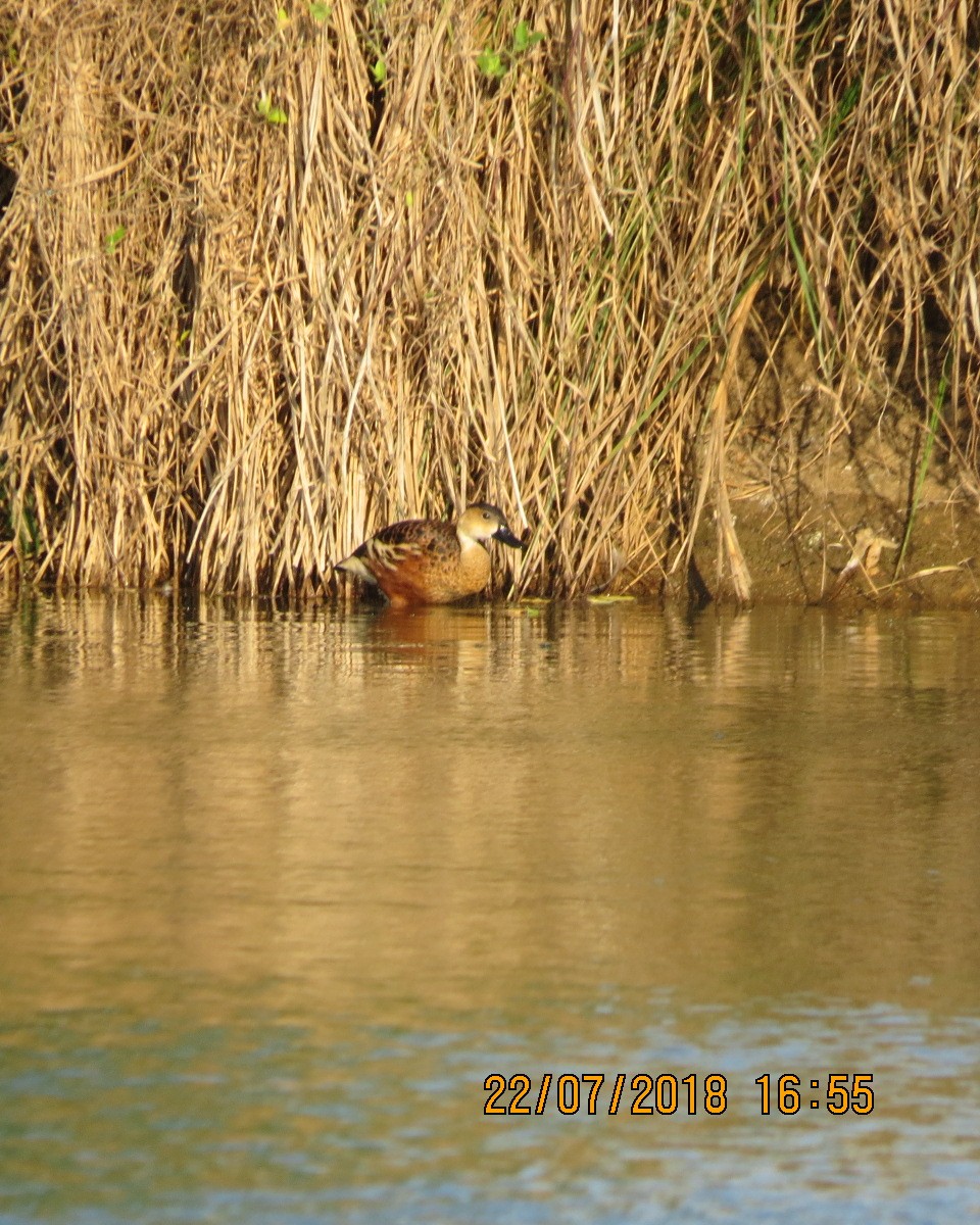 Wandering Whistling-Duck - ML111367491