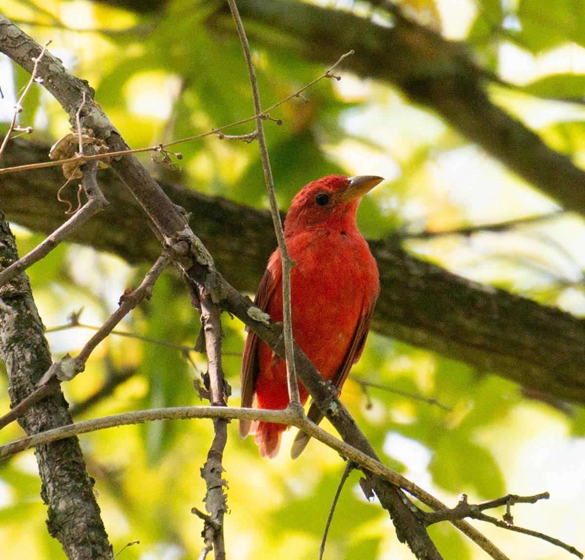 Summer Tanager - ML111368361