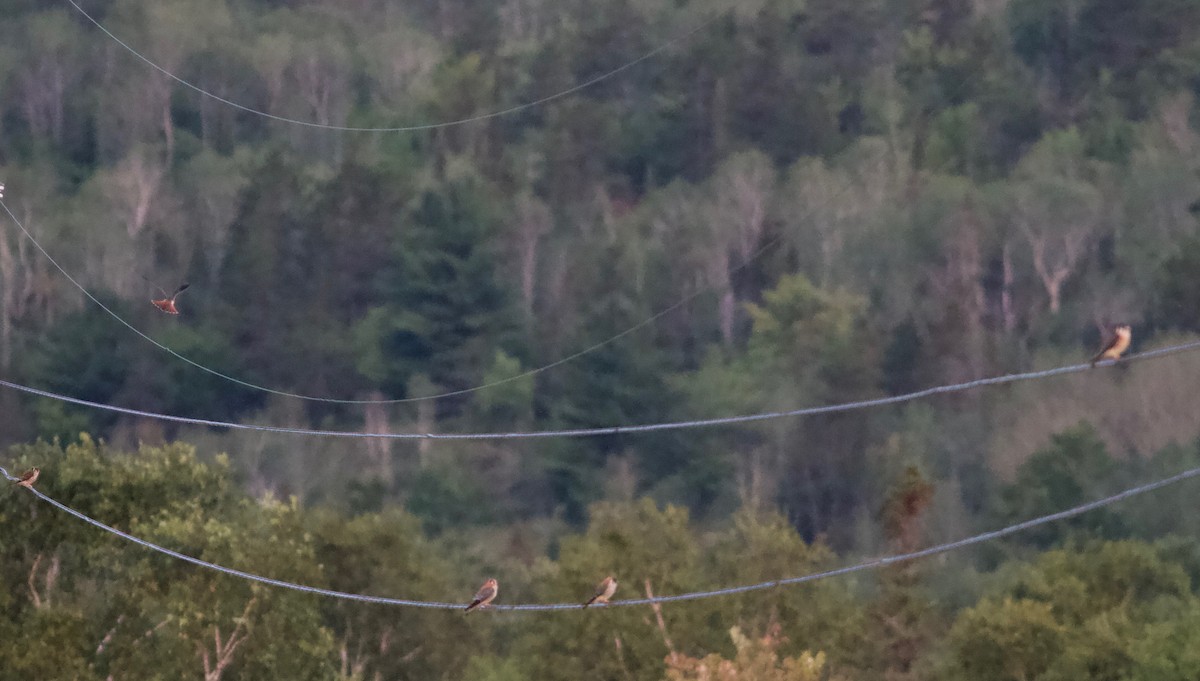 American Kestrel - ML111369281