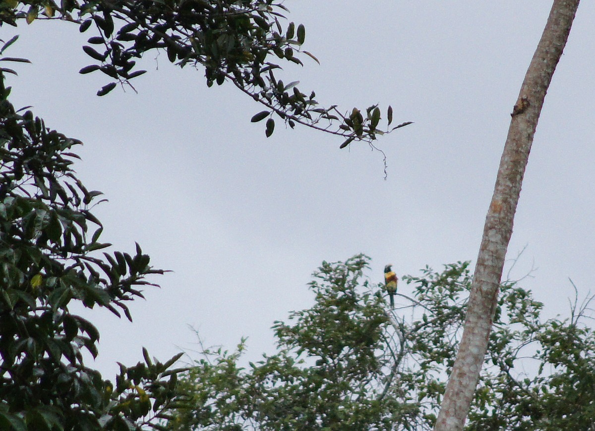 Chestnut-eared Aracari - ML111369441