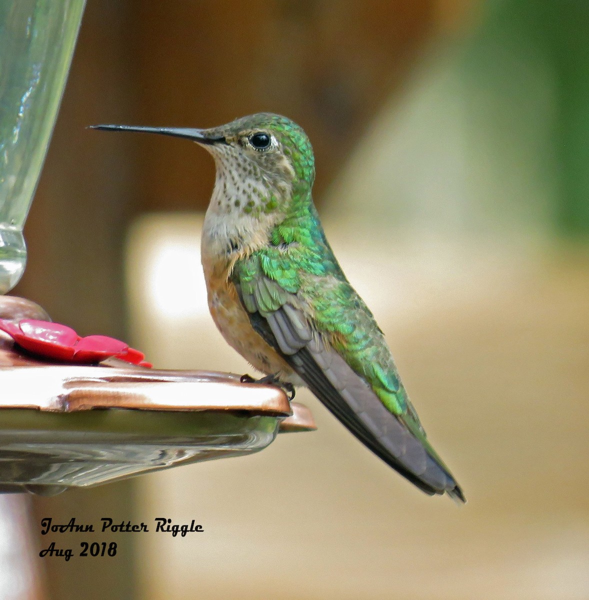 Broad-tailed Hummingbird - JoAnn Potter Riggle 🦤