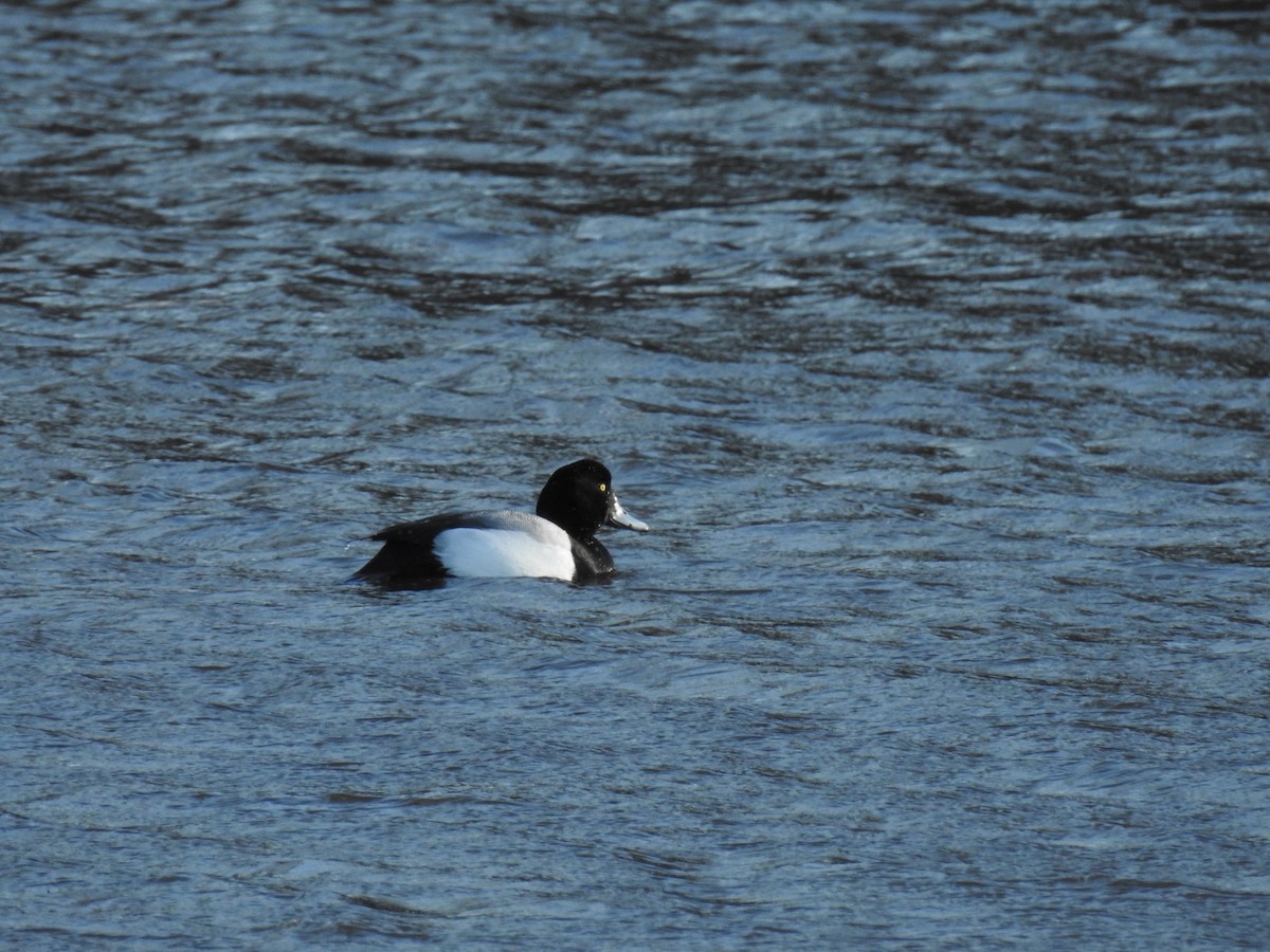 Greater Scaup - ML111371841