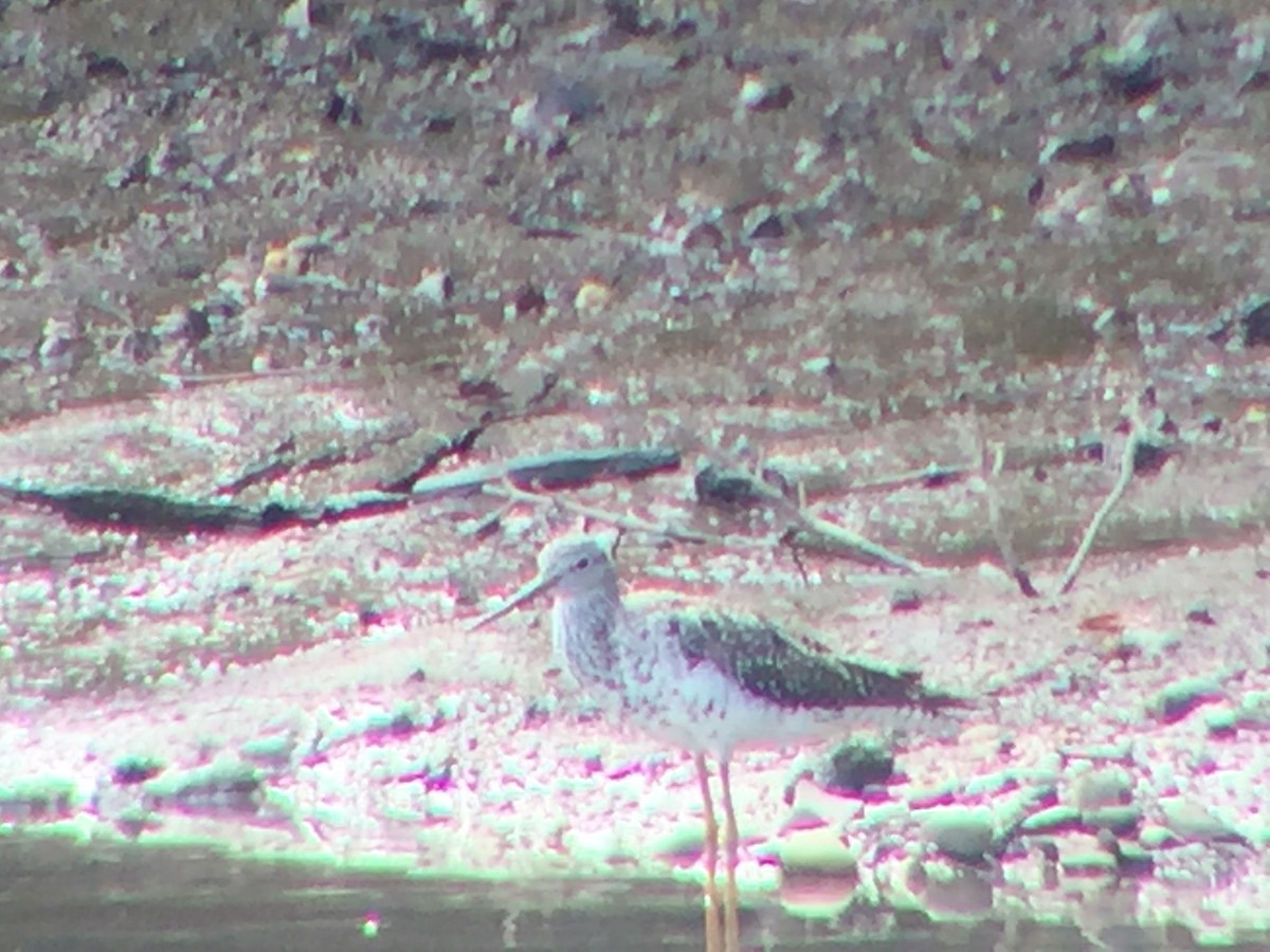 Greater Yellowlegs - ML111372071