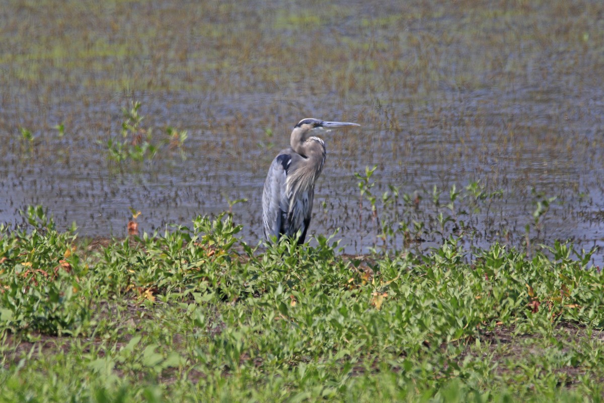 Great Blue Heron - Sharon Milito