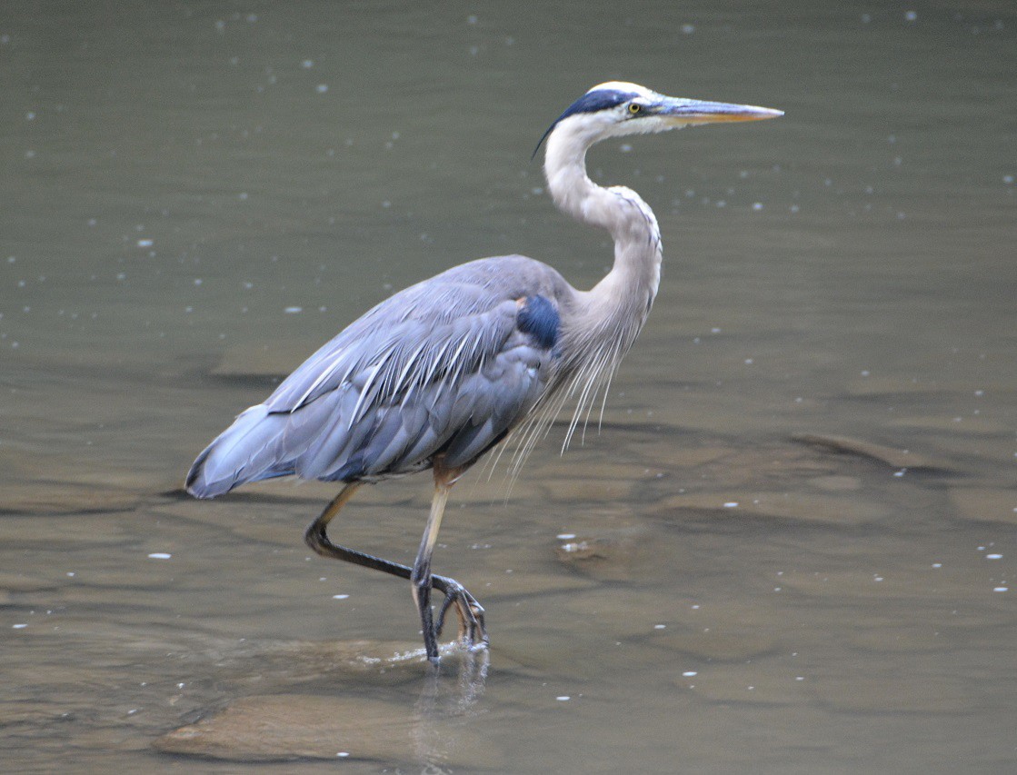 Great Blue Heron (Great Blue) - ML111377481