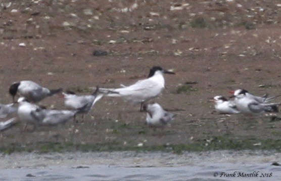 Sandwich Tern - ML111378611