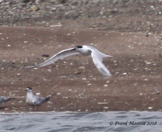 Sandwich Tern - ML111378621