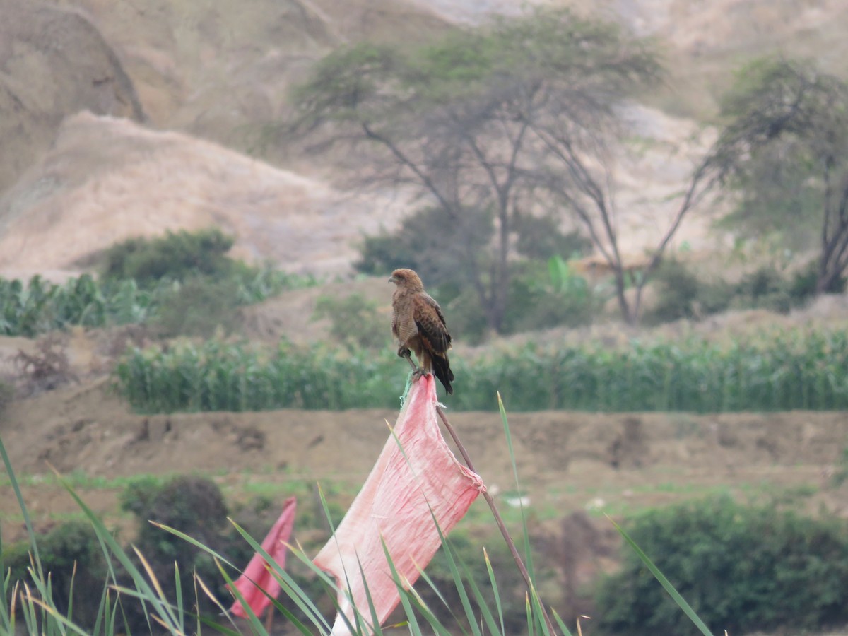 Savanna Hawk - ML111379421