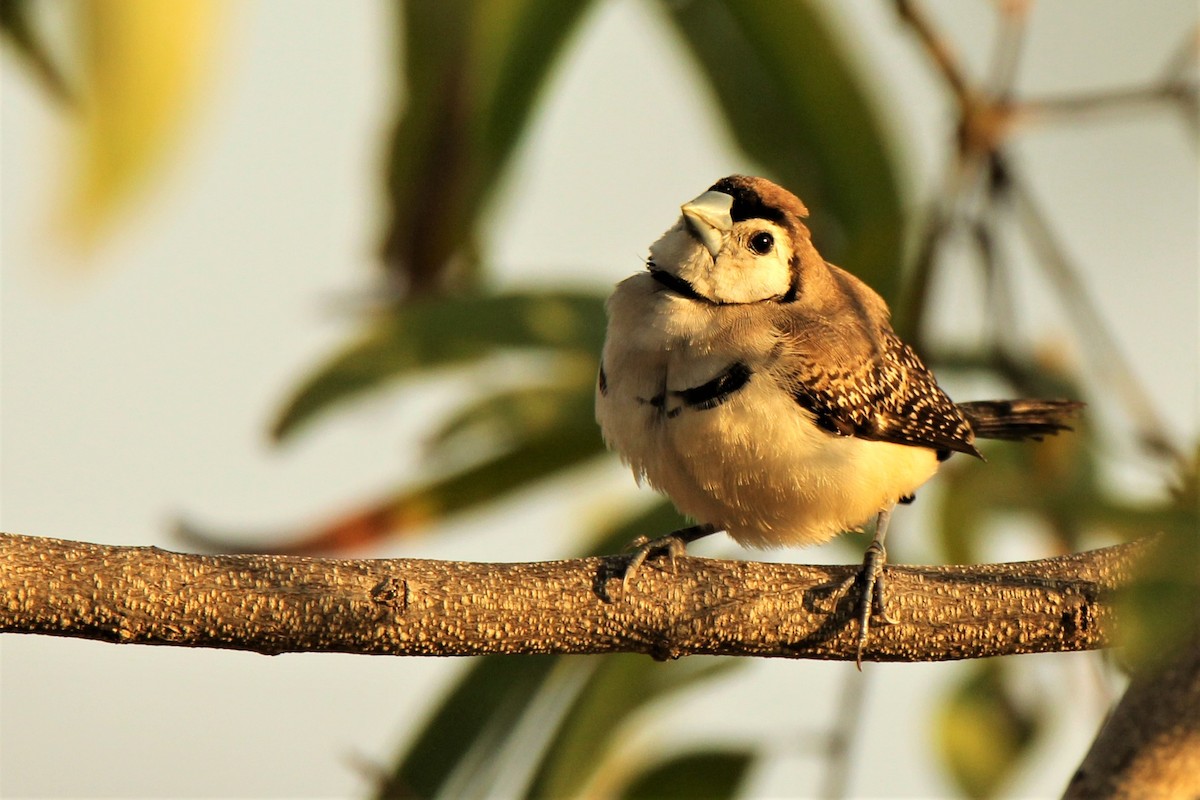 Double-barred Finch - ML111379581