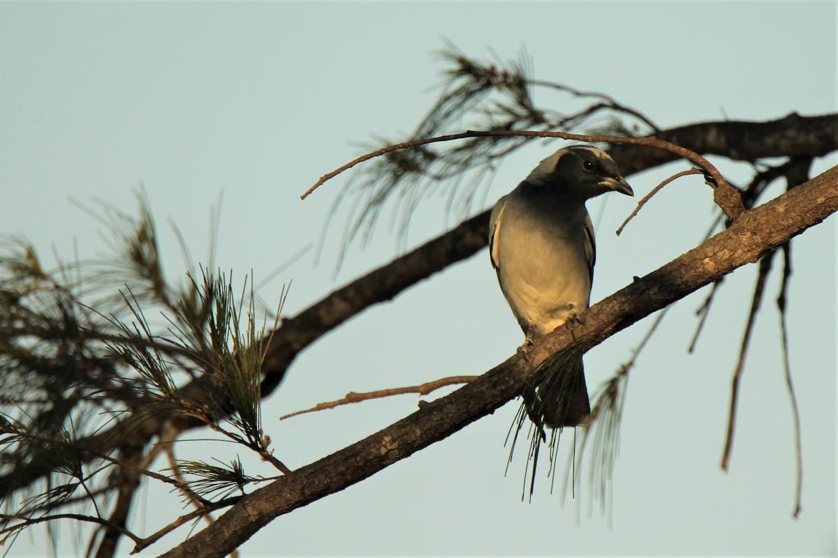 Black-faced Cuckooshrike - ML111379771