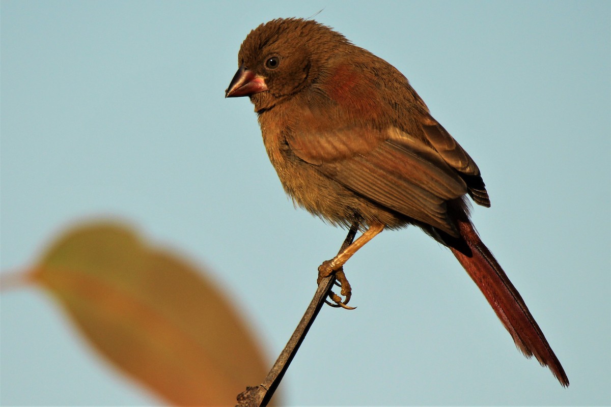 Crimson Finch - ML111379991