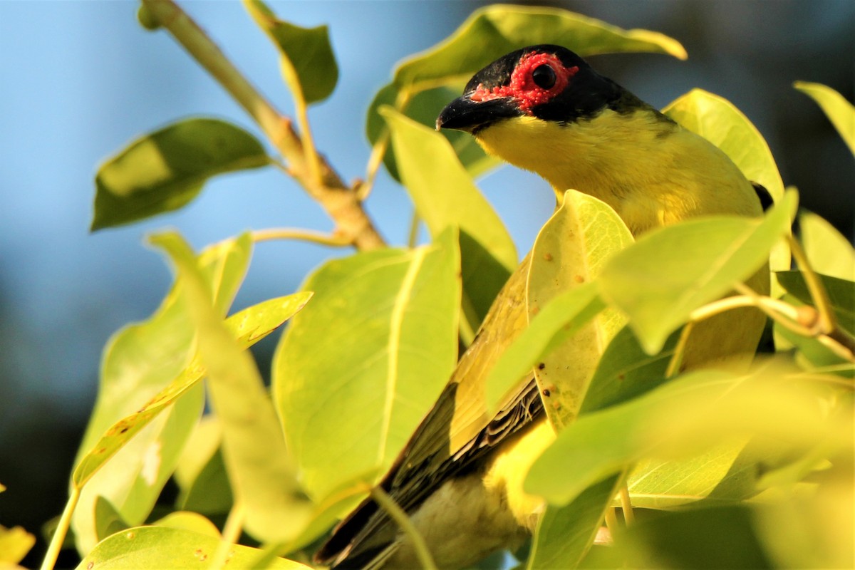 Australasian Figbird - Mark Conboy