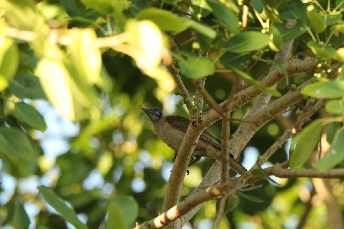 Little Friarbird - ML111380241