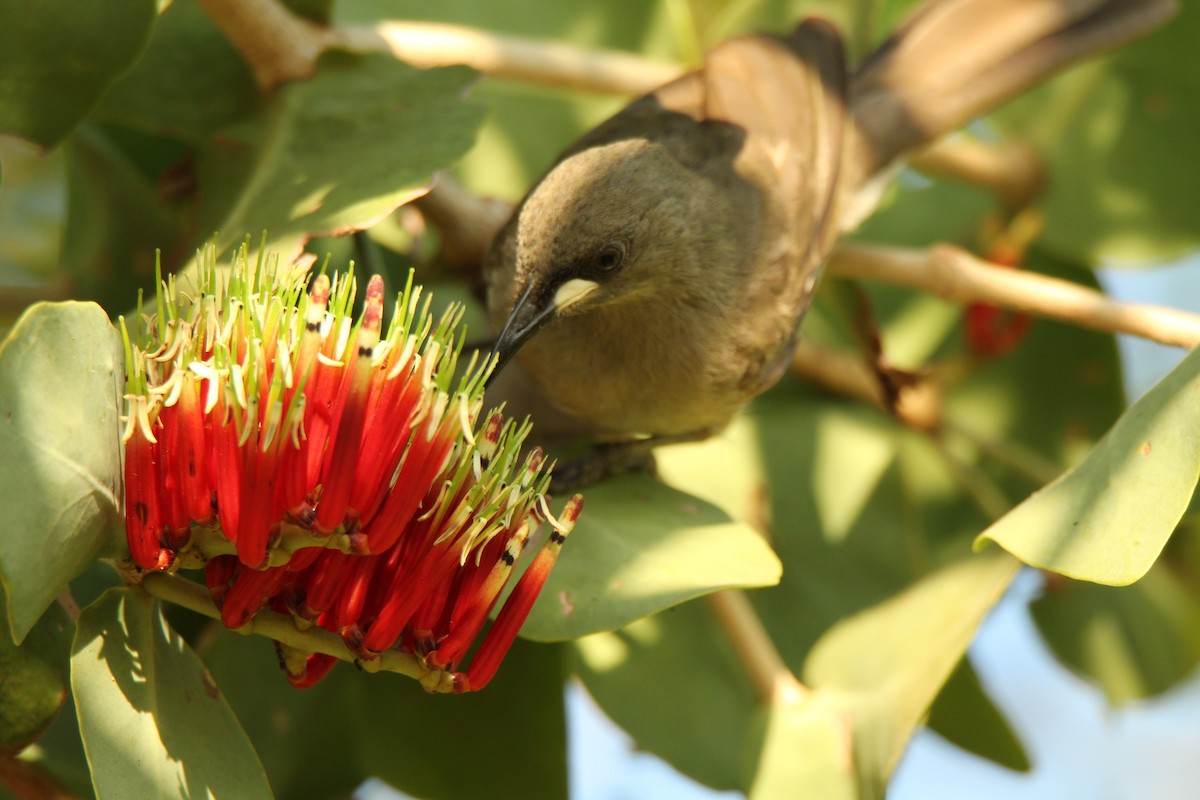 White-gaped Honeyeater - ML111380431