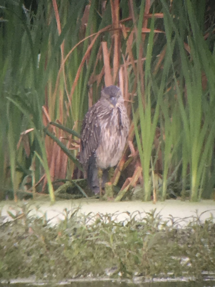 Yellow-crowned Night Heron - ML111380791