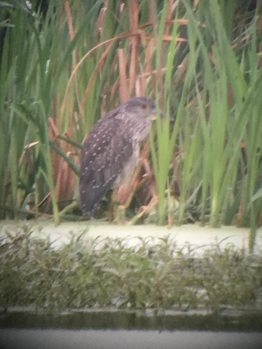 Yellow-crowned Night Heron - ML111380801