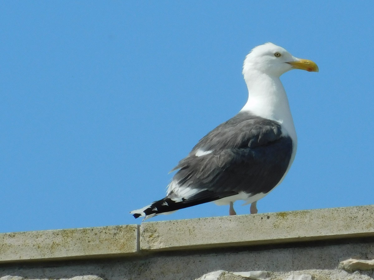 American Herring x Great Black-backed Gull (hybrid) - ML111380811