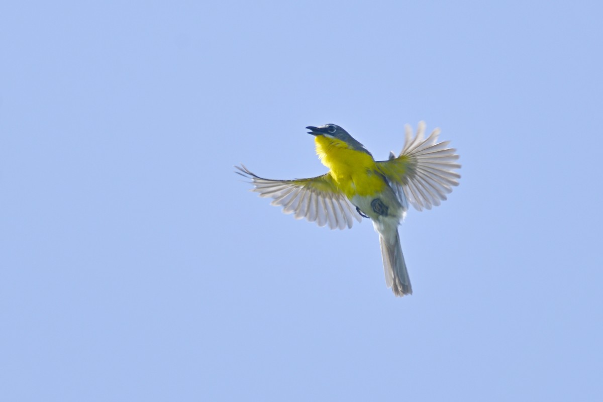 Yellow-breasted Chat - ML111380911