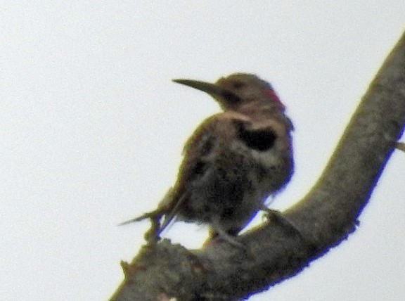 Northern Flicker - Renee Lubert