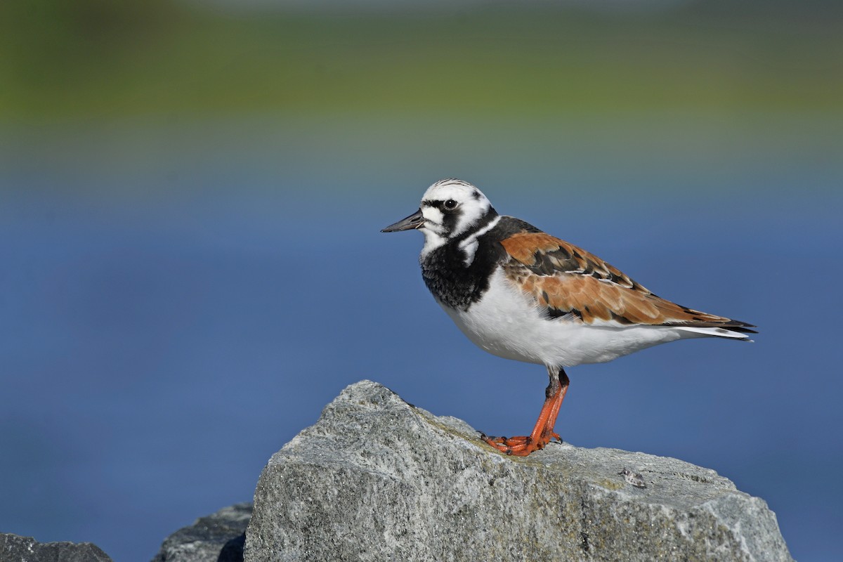 Ruddy Turnstone - Daniel Irons