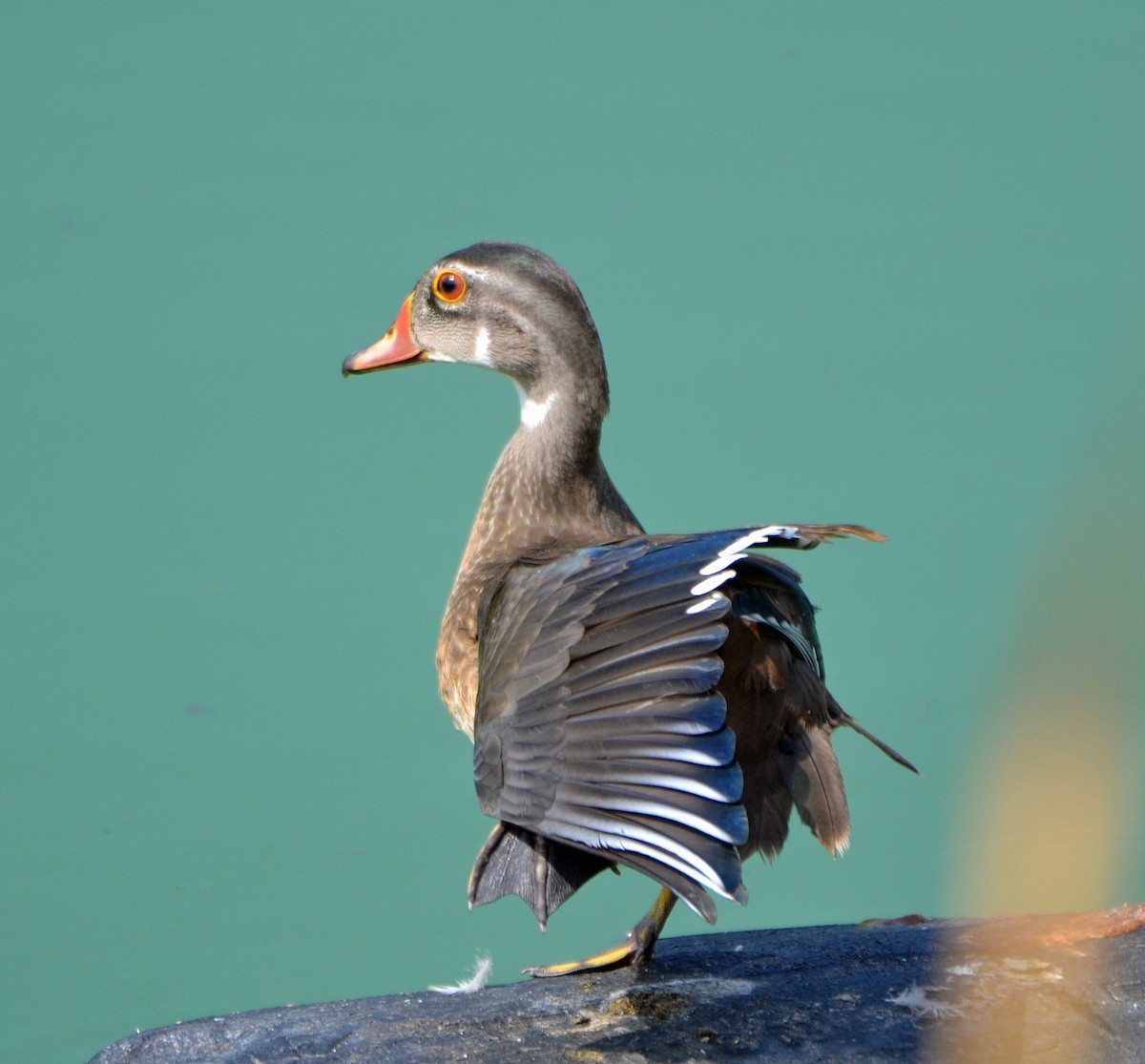 Wood Duck - Michael J Good