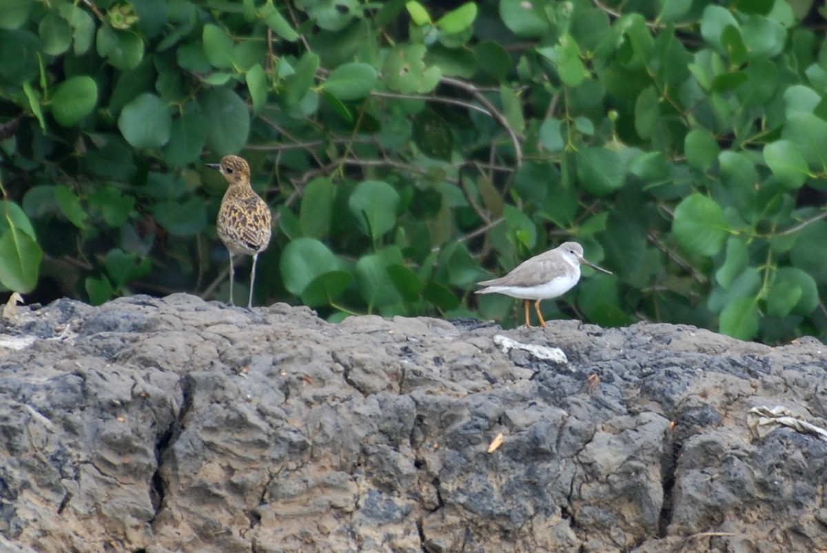 Terek Sandpiper - ML111381421