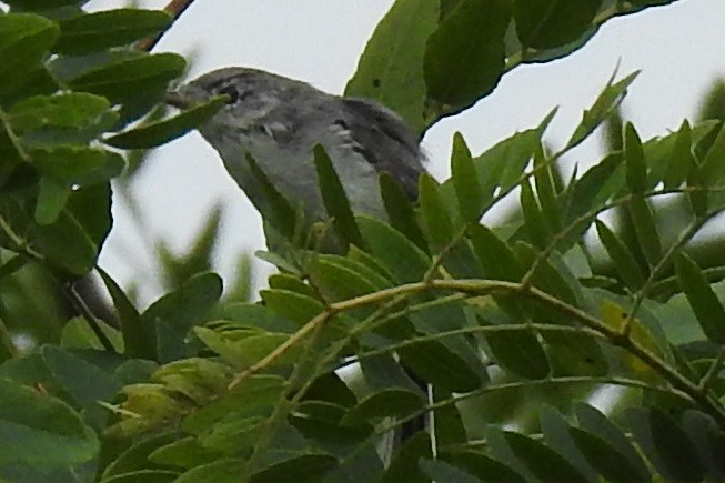 Blue-gray Gnatcatcher - ML111381551