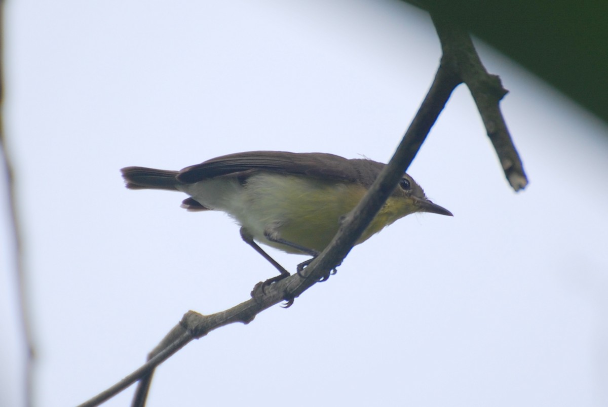 Golden-bellied Gerygone - ML111381581