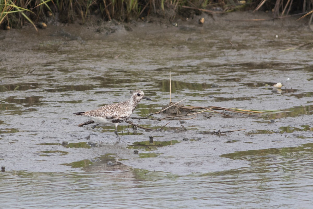 Black-bellied Plover - ML111382581