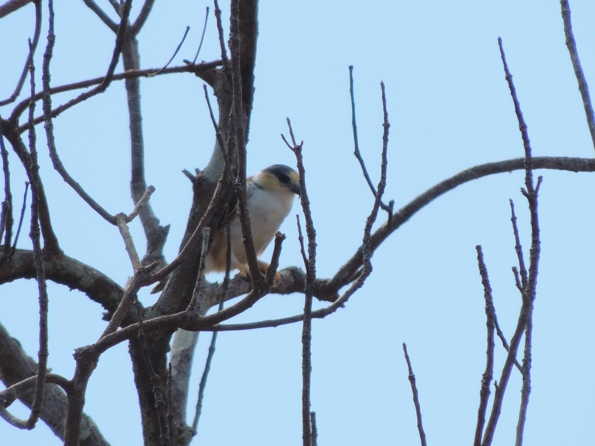 Pearl Kite - Rick Robinson