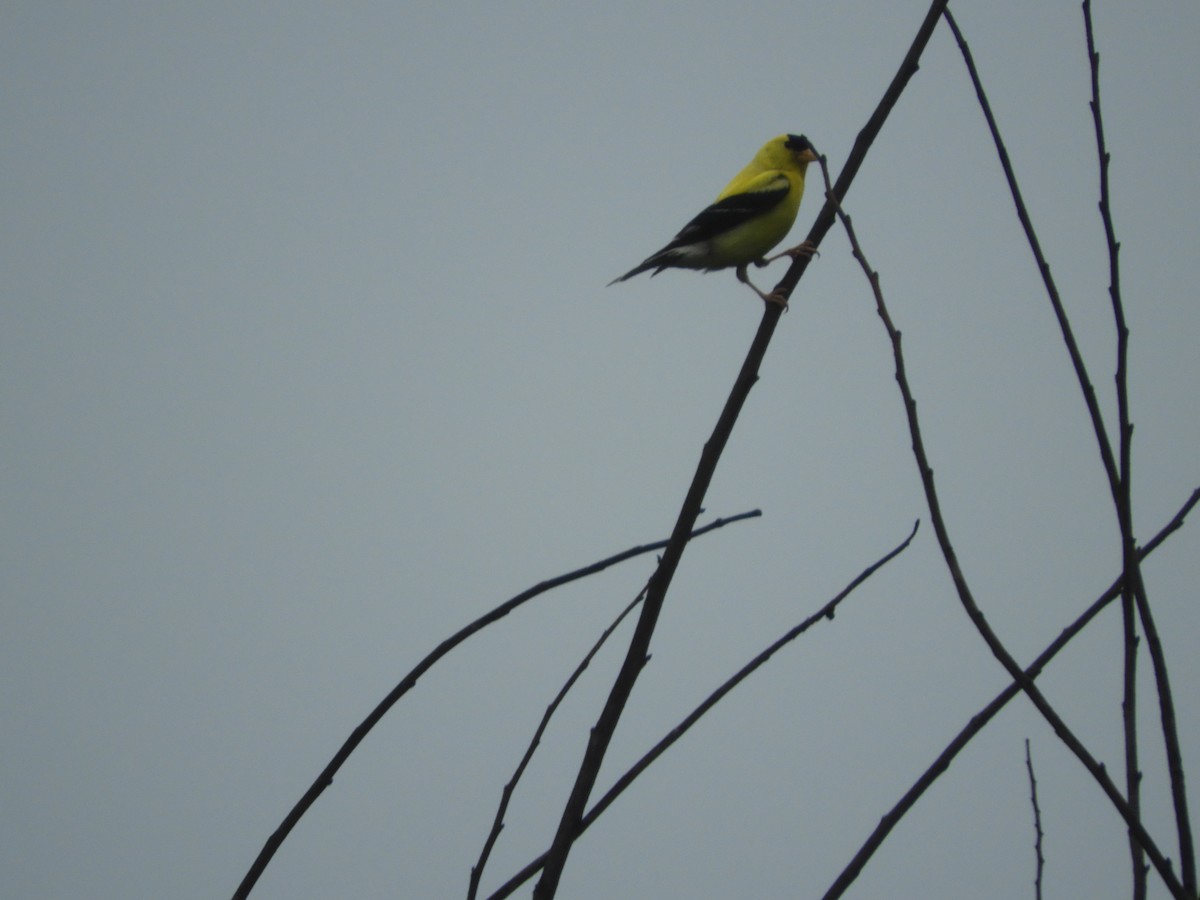 American Goldfinch - ML111384461