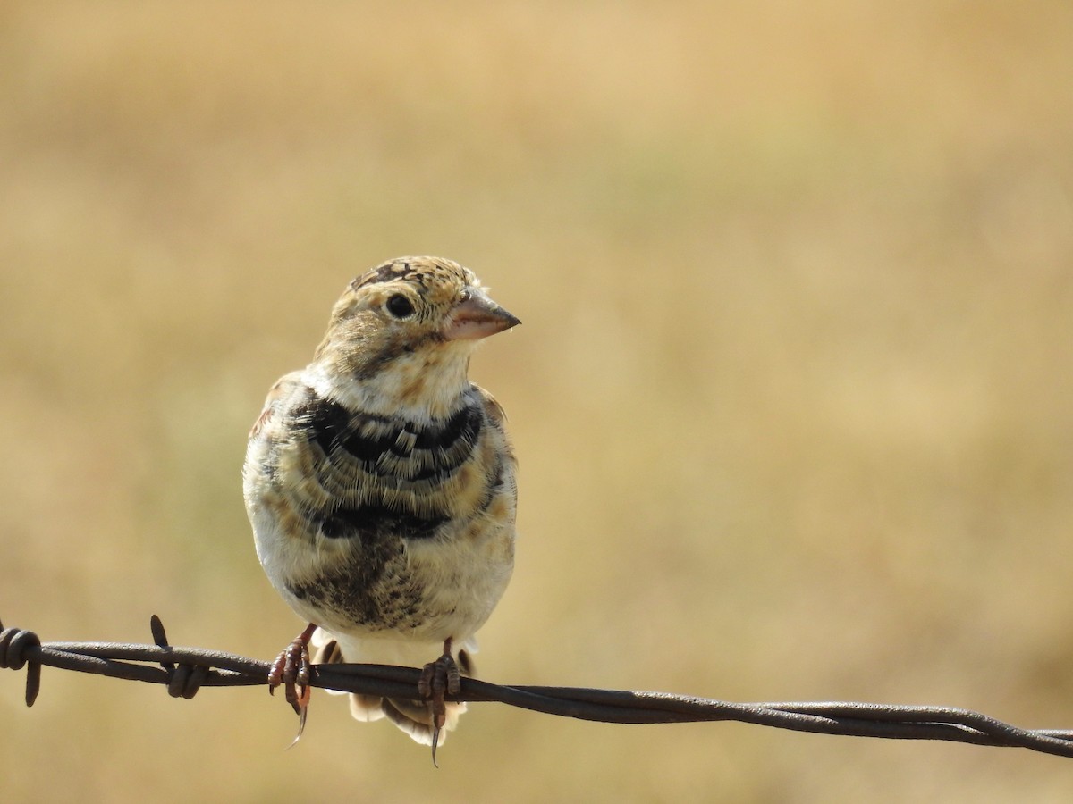 Thick-billed Longspur - ML111385401