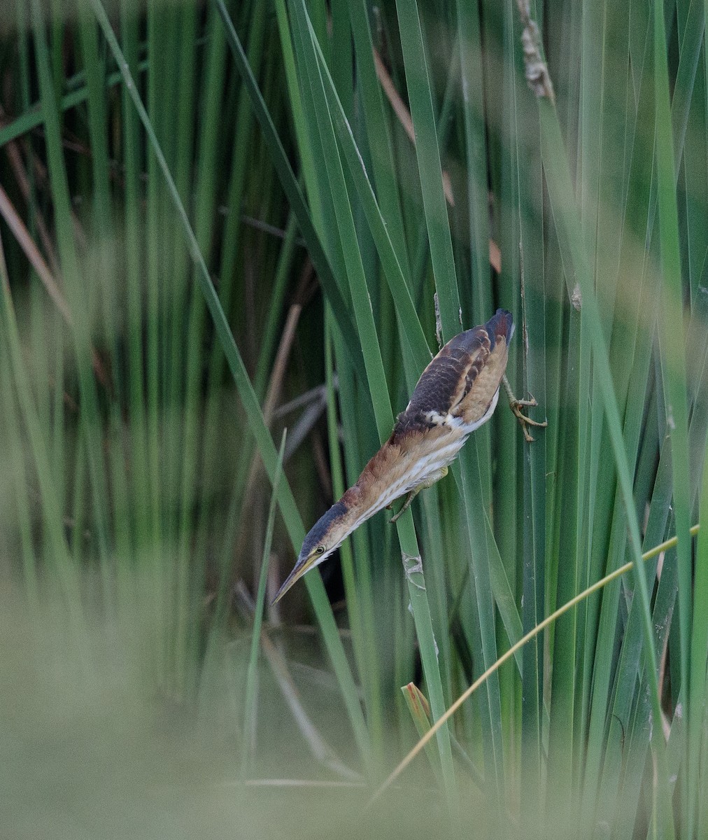 Least Bittern - ML111385971