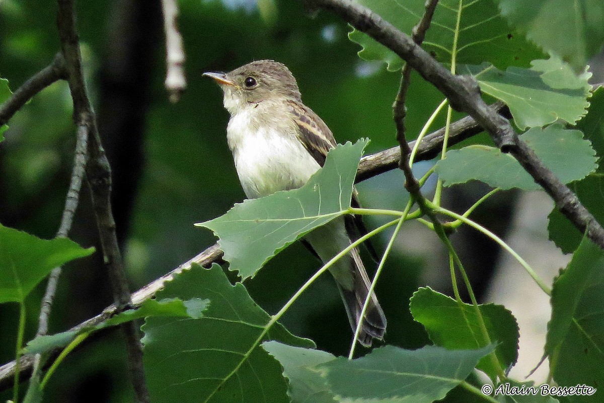 Eastern Wood-Pewee - ML111386331