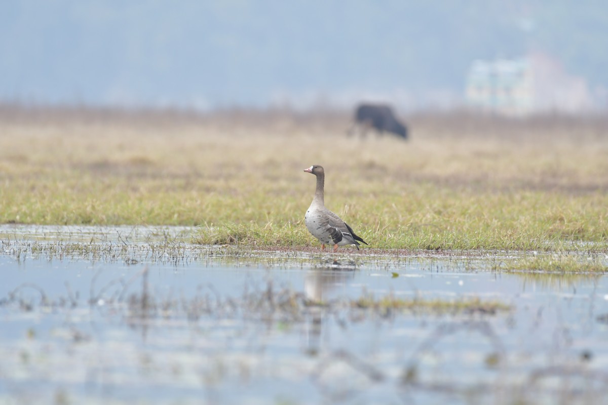 Greater White-fronted Goose - ML111386921