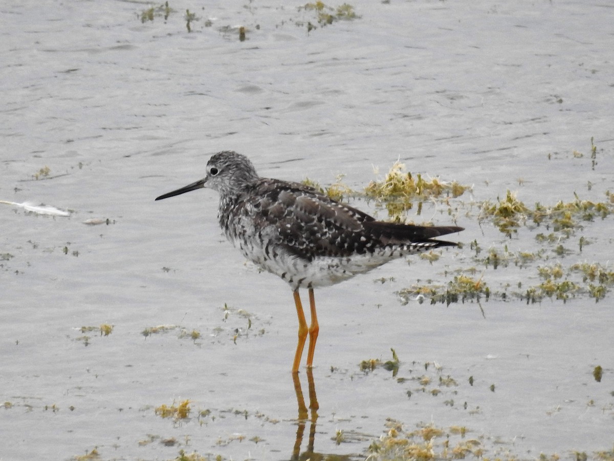 Greater Yellowlegs - ML111387341