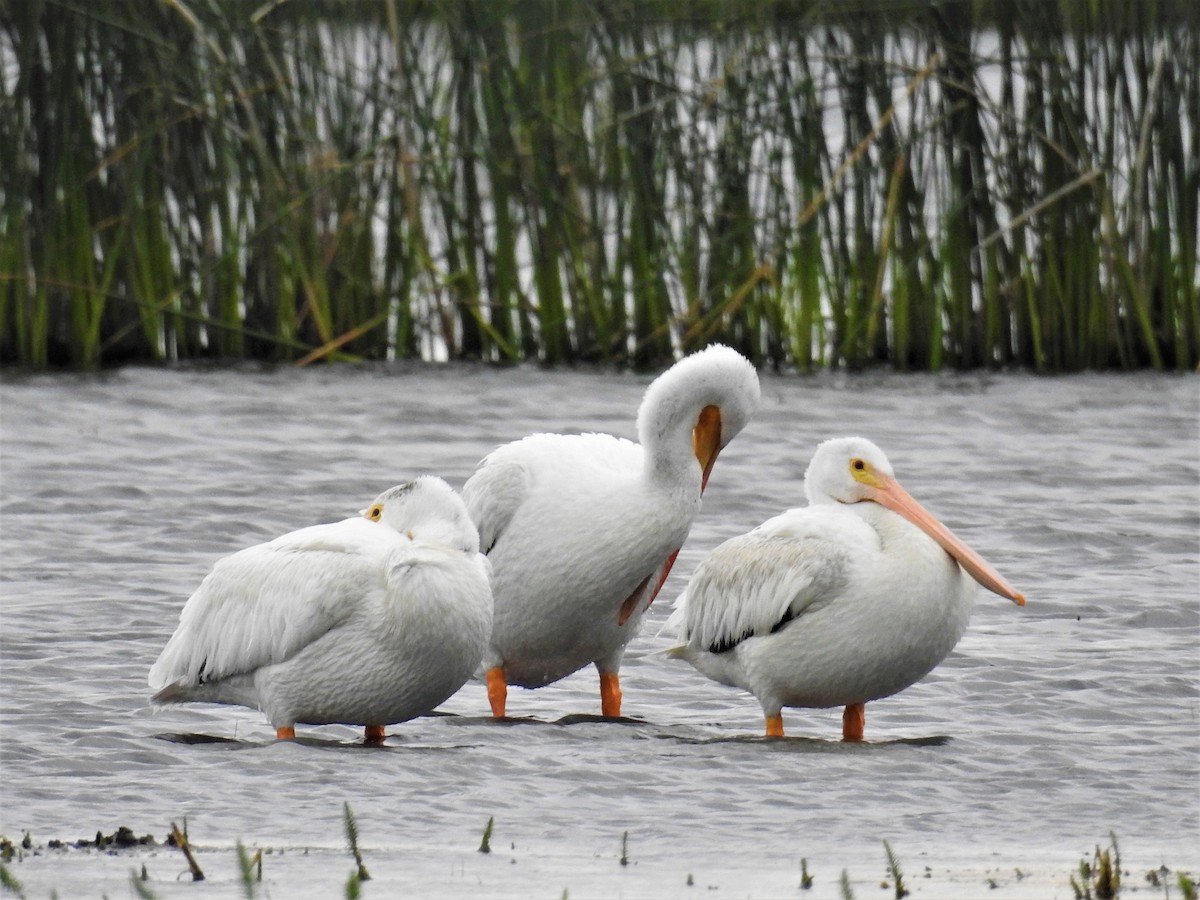 American White Pelican - Tina Toth