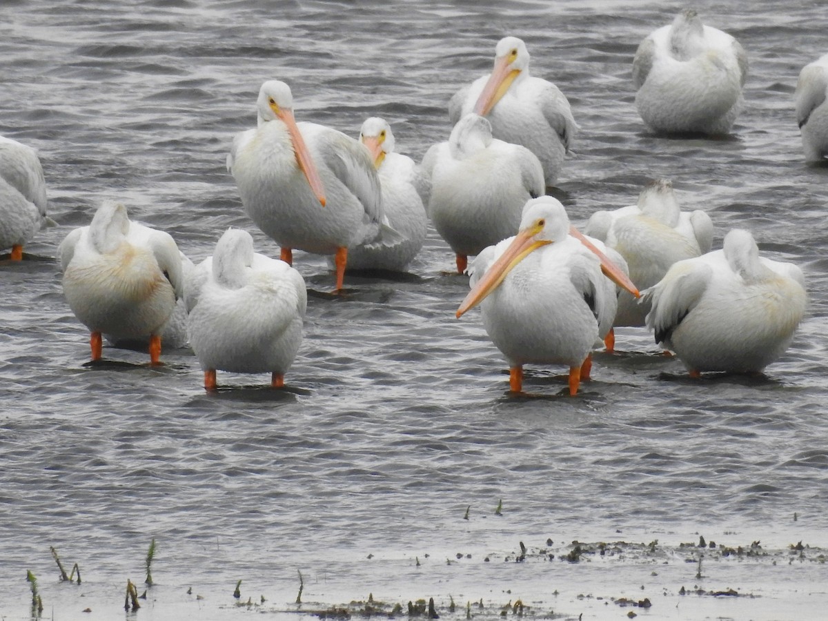 American White Pelican - Tina Toth