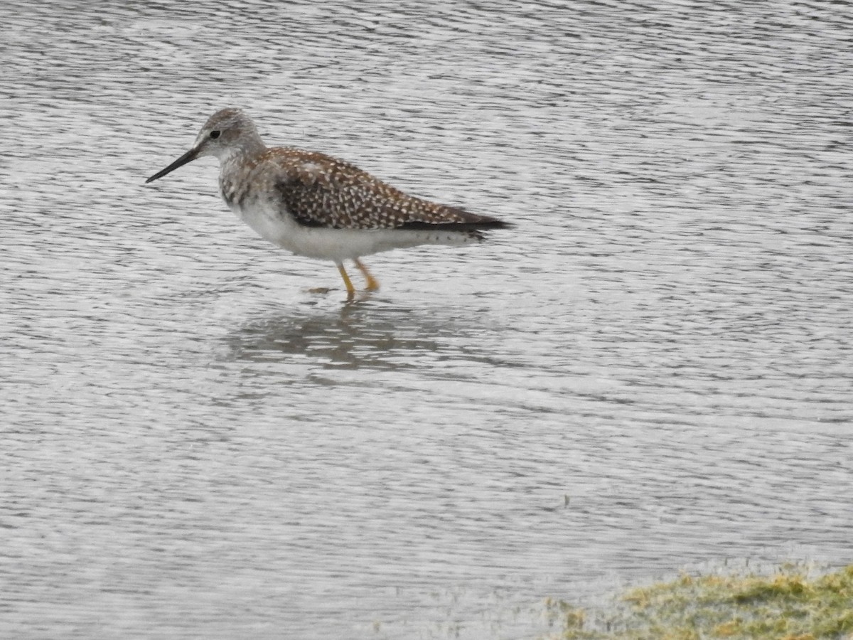 Greater Yellowlegs - Tina Toth