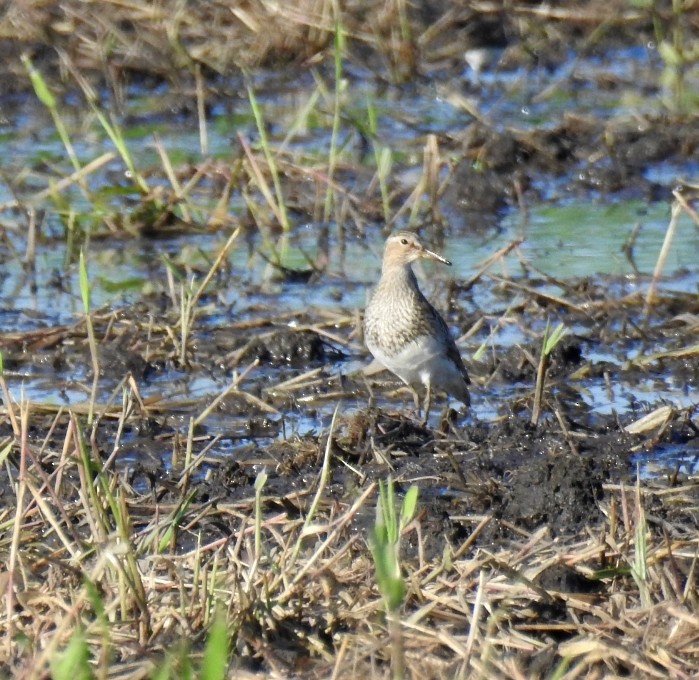 Graubrust-Strandläufer - ML111387651