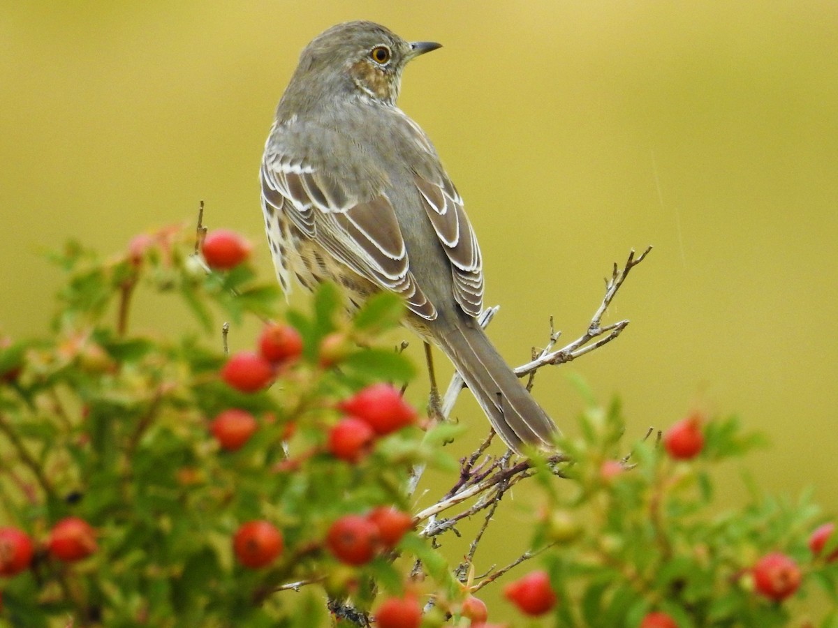 Sage Thrasher - Tina Toth